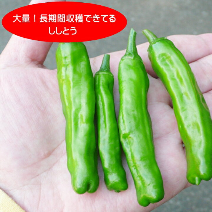 楽天市場 シシトウ自根苗 ししとう 2 5号ポット 産直花だん屋 楽天市場 シシトウ自根苗 ししとう 2 5号ポット 産直花だん屋