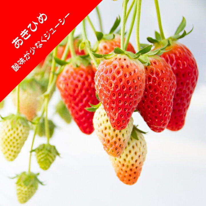 楽天市場】【いちご苗】章姫（あきひめ）3号ポット : 産直花だん屋