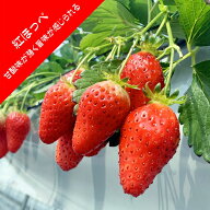 【いちご苗】紅ほっぺ（ベニホッペ）　3号ポット