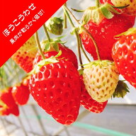 【いちご苗】宝交早生（ホウコウワセ）3号ポット