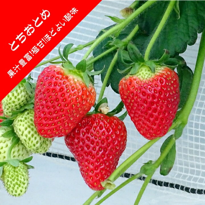 楽天市場】【いちご苗】栃乙女（とちおとめ） 3号ポット : 産直花だん屋