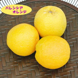 【その他柑橘系ミカン属】バレンシアオレンジ（接木苗）4号LLポット