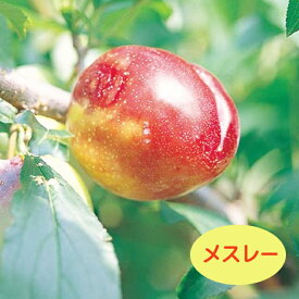 楽天市場 メスレーの通販