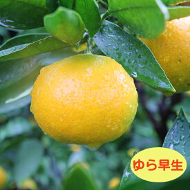 【温州系柑橘ミカン属】ゆら早生（接木苗）4号LLポット