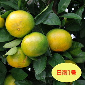 【温州系柑橘ミカン属】日南1号（接木苗）4号LLポット