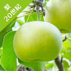 【ナシ属】梨 20世紀(二年生接木苗)4号LLポット