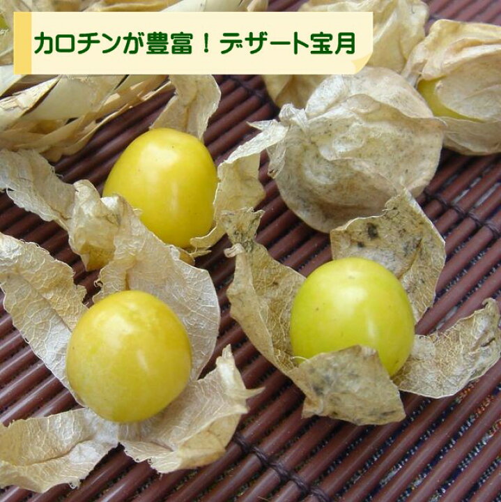 楽天市場 ホオズキ自根苗 食用ほおずき3号ポット 産直花だん屋 楽天市場 ホオズキ自根苗 食用ほおずき3号ポット 産直花だん屋