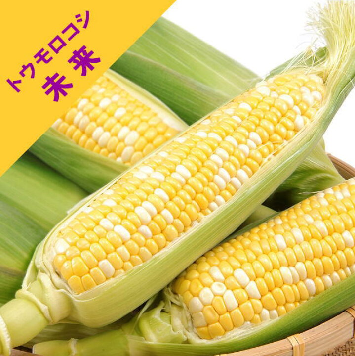 楽天市場 とうもろこし自根苗 味来 3号ポット 産直花だん屋