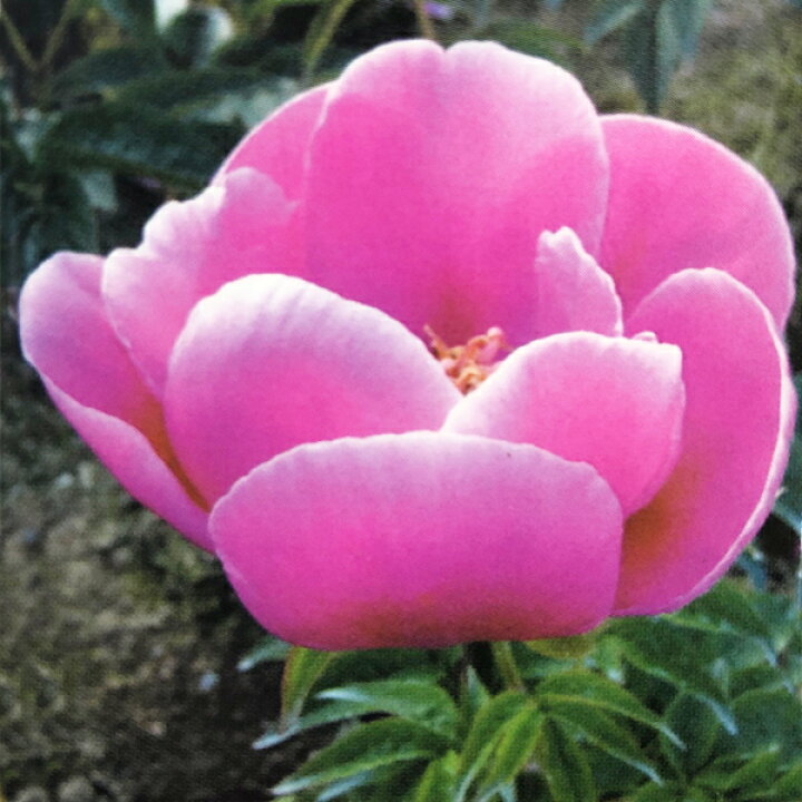 楽天市場 ボタン属 シャクヤク 芍薬 肥後芍薬4号lポット 産直花だん屋 楽天市場 ボタン属 シャクヤク 芍薬 肥後芍薬4号lポット 産直花だん屋