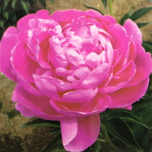 苗 芍薬の人気商品 通販 価格比較 価格 Com