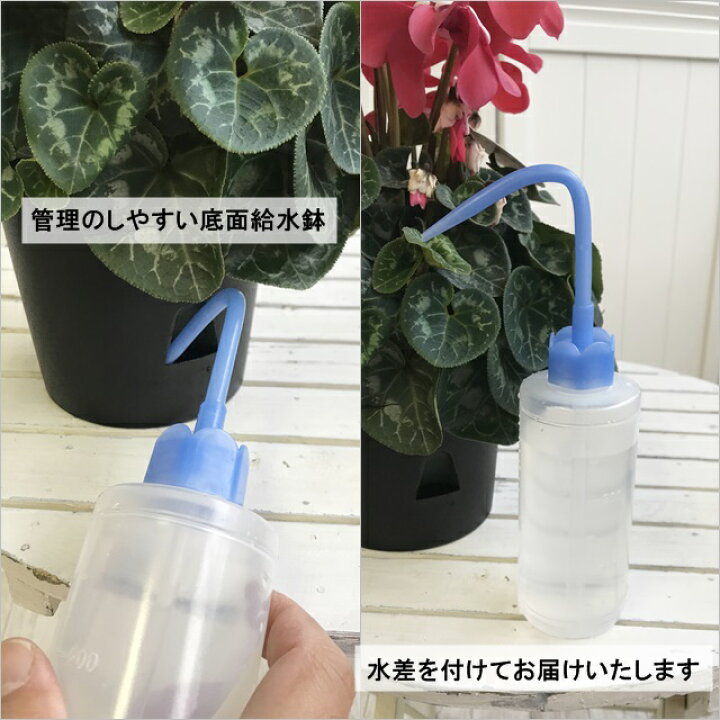 楽天市場 シクラメン属 Bigシクラメン 底面給水鉢 6号プラ鉢 産直花だん屋