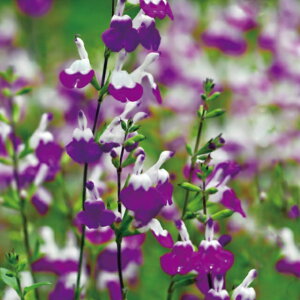 yTrAzTrA AWXgbvX 3|bg@o^i