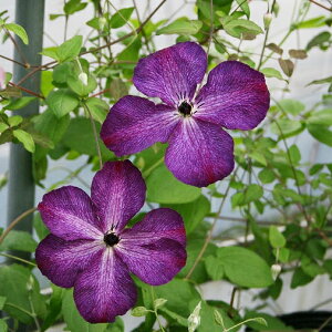 クレマチス 紫色の人気商品 通販 価格比較 価格 Com