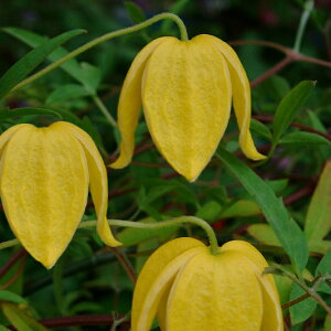 クレマチス 苗の人気商品 通販 価格比較 価格 Com