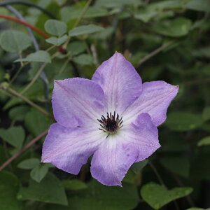 򕌌ZYyN}`Xzx炫֌n [jO@XJC 3|bg