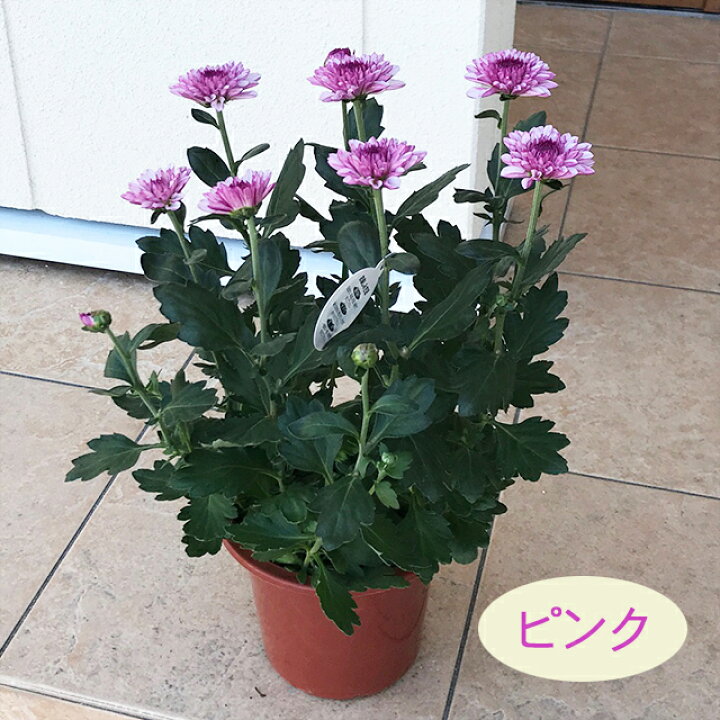 楽天市場 菊 ポンポン咲マム 各色 5号ポット 産直花だん屋 楽天市場 菊 ポンポン咲マム 各色 5号ポット 産直花だん屋