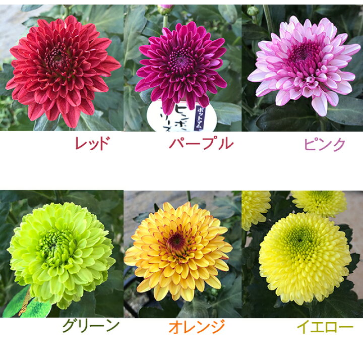 楽天市場 菊 ポンポン咲マム 各色 5号ポット 産直花だん屋 楽天市場 菊 ポンポン咲マム 各色 5号ポット 産直花だん屋