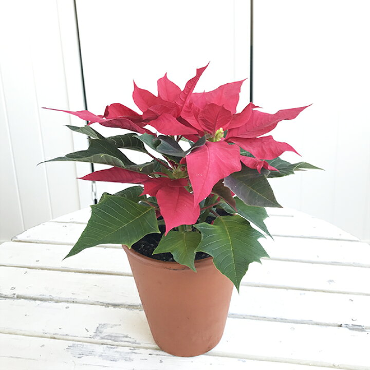 楽天市場 トウダイグサ属 ポインセチア105cm陶器鉢 産直花だん屋