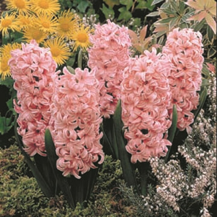 楽天市場 予約球根 ヒヤシンス 花壇用 桃色 2球入 産直花だん屋