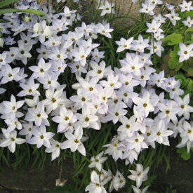 楽天市場 ハナニラ 球根 ガーデニング 農業 花 ガーデン Diyの通販