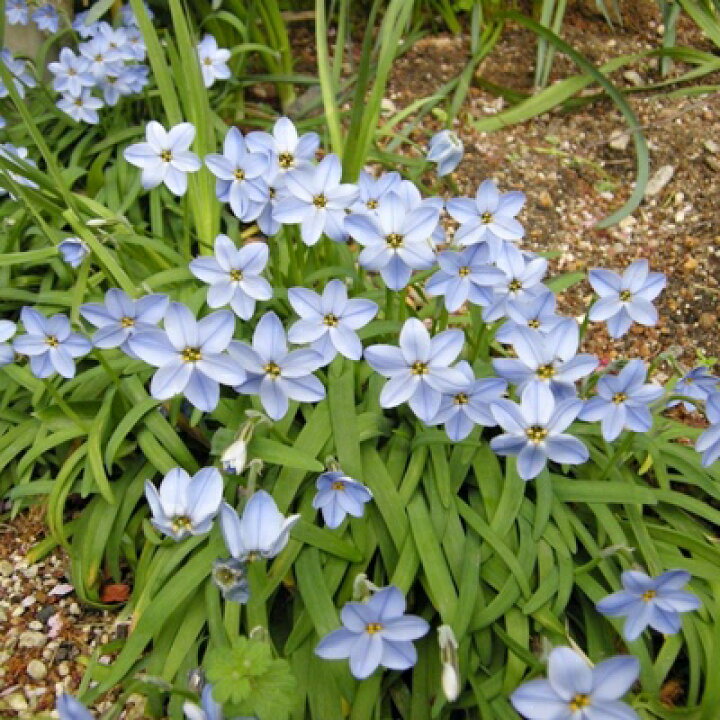楽天市場 再販 花ニラ アイフェイオン ロルフフィードラー 5球入 産直花だん屋