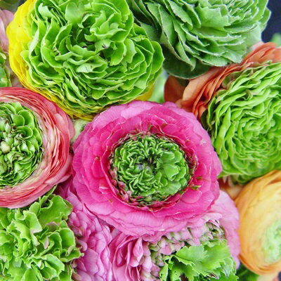 楽天市場 予約球根 ラナンキュラス リビエラフェスティバル 4球入 産直花だん屋