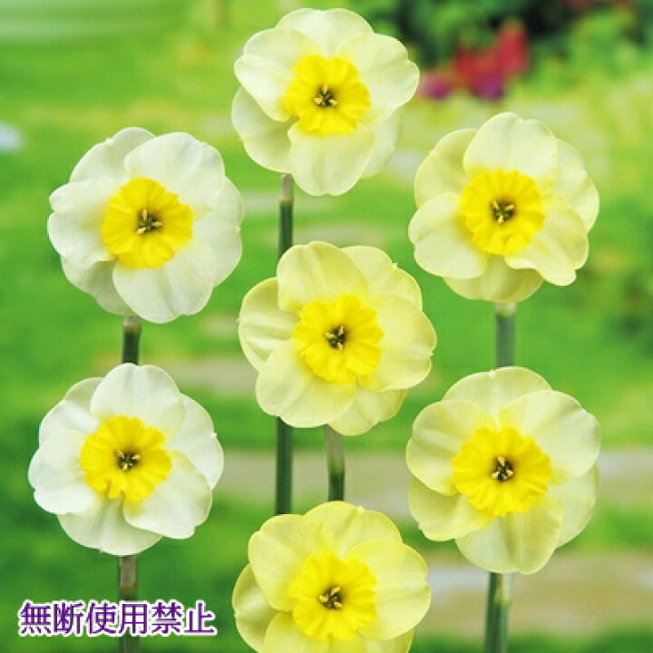 楽天市場】予約球根【水仙】芳香サンディスク（2球入） : 産直花だん屋