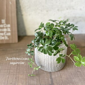 ϗtAypemLbXXzVK[oC4ZgiGG30A-TAj