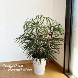 観葉植物【ディジゴセカ属】アラレア　グリーンエレガンス6.5号ブリキ（内容器付）17401-1J-WH