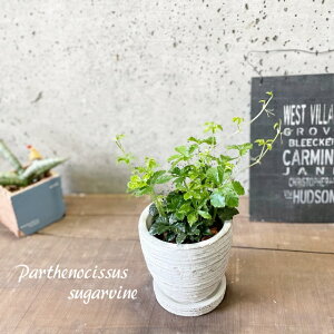 ϗtAypemLbXXzVK[oC 3.5ZgiMtjiWC0374-Wj