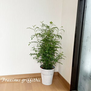 ϗtAyglRzV}glR6.5uLietji唒j