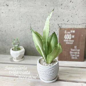 観葉植物【サンセヴィエリア属】サンスベリア・ムーンシャイン3.5号Sセメント鉢(皿付)WC0097-W