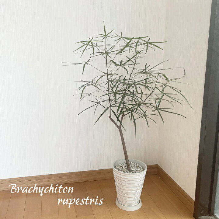 楽天市場】観葉植物【ブラキキトン属】ボトルツリー5号S合成樹脂（皿付 