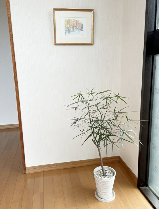 楽天市場】観葉植物【ブラキキトン属】ボトルツリー5号S合成樹脂（皿付 