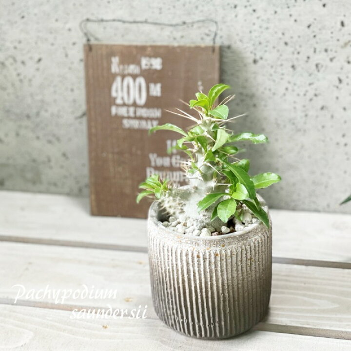 楽天市場】観葉植物【パキポディウム属】パキポジウム サンデールシー 