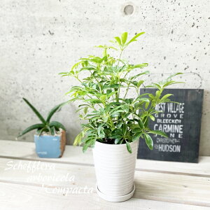 ϗtAytJmLzVFtARpN^ 3.5픫(Mtj