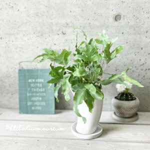 ϗtAyt{fBEzAEEu[X^[ 4픫iMtCX016WjiMJC-120-WHj