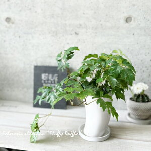 ϗtAyVbTXzG_jJ 4픫iMtCX016WjiMJC-120-WHj