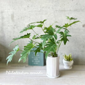 観葉植物【フィロデンドロン属】ザナドゥ クッカバラ 4号陶器鉢（皿付）(MIF3-B-120)