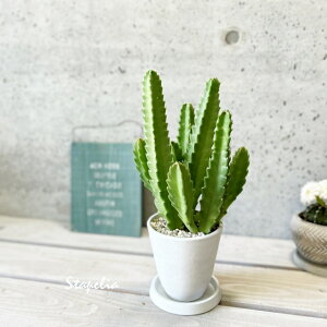 AyX^yAzX^yAEҊp(MJeAj4.5 iMtj{^[v[|bg12ݍgtĂ܂