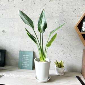 ϗtAyXg`AzXg`AEMl L5(Mtji{^j[g[|bgWj