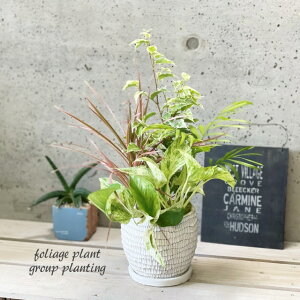 観葉植物観葉植物の寄せ植え 5号(WC0097L-W)受皿付※品種はお任せとなります。