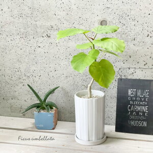 ϗtAytBNXztBJXEx[^4S픫iMtjiMIF3-B-120-WHj