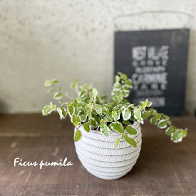 観葉植物【フィカス属】フィカス・プミラサニー3.5号陶器鉢（皿付き）（WC0097-W）