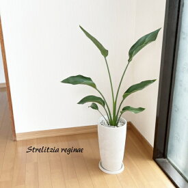 観葉植物【ストレリチア属】ストレチア・レギネ4号合成樹脂鉢（皿付）AM244