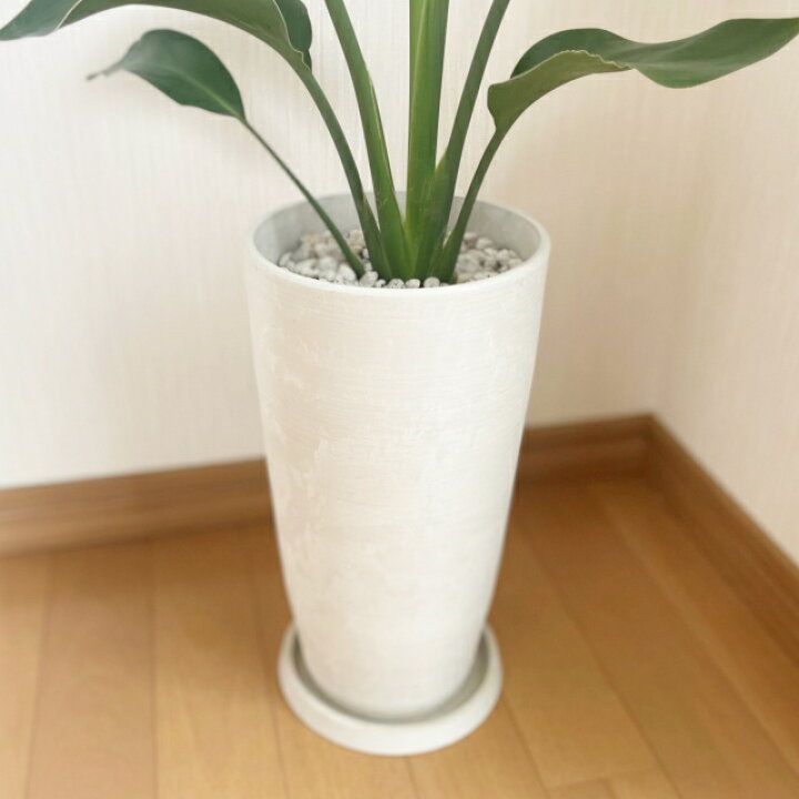楽天市場】観葉植物【ストレリチア属】ストレリチア・レギネ4号合成 