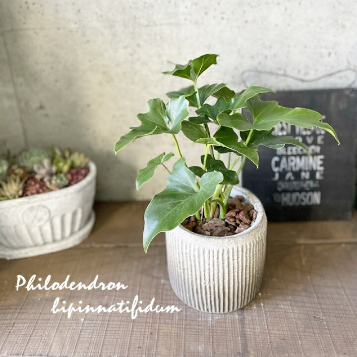 楽天市場】観葉植物【フィロデンドロン属】フィロデンドロン・セローム 
