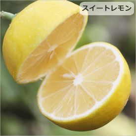 【香酸柑橘系ミカン属】スイートレモン（接木苗）4号Lポット