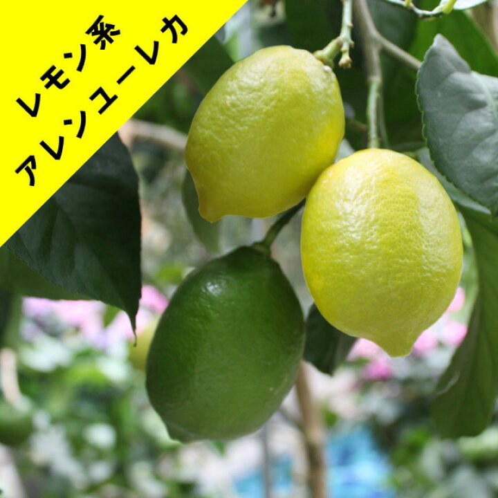 楽天市場】【香酸柑橘系ミカン属】アレンユーレカレモン（接ぎ木苗）4 