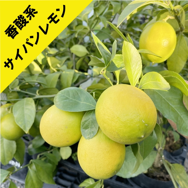 楽天市場】【香酸柑橘系ミカン属】サイパンレモン（グリーンレモン